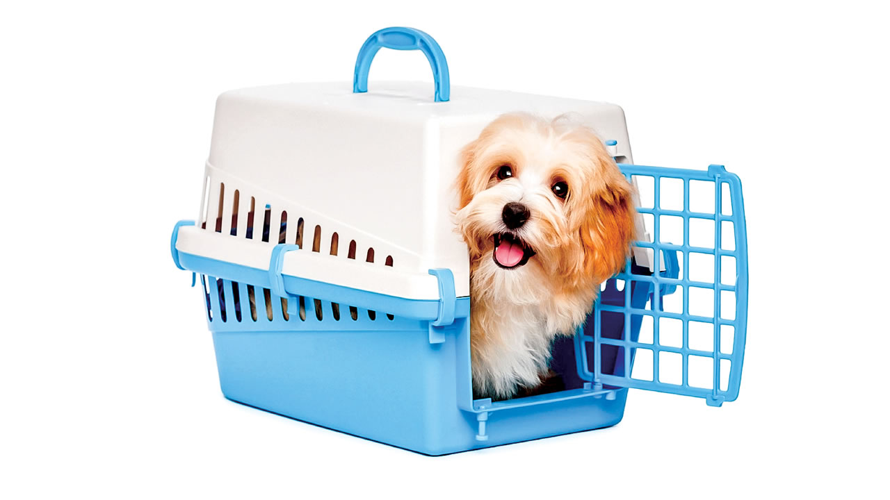 Interdiction d’importer des animaux vivants de la Chine