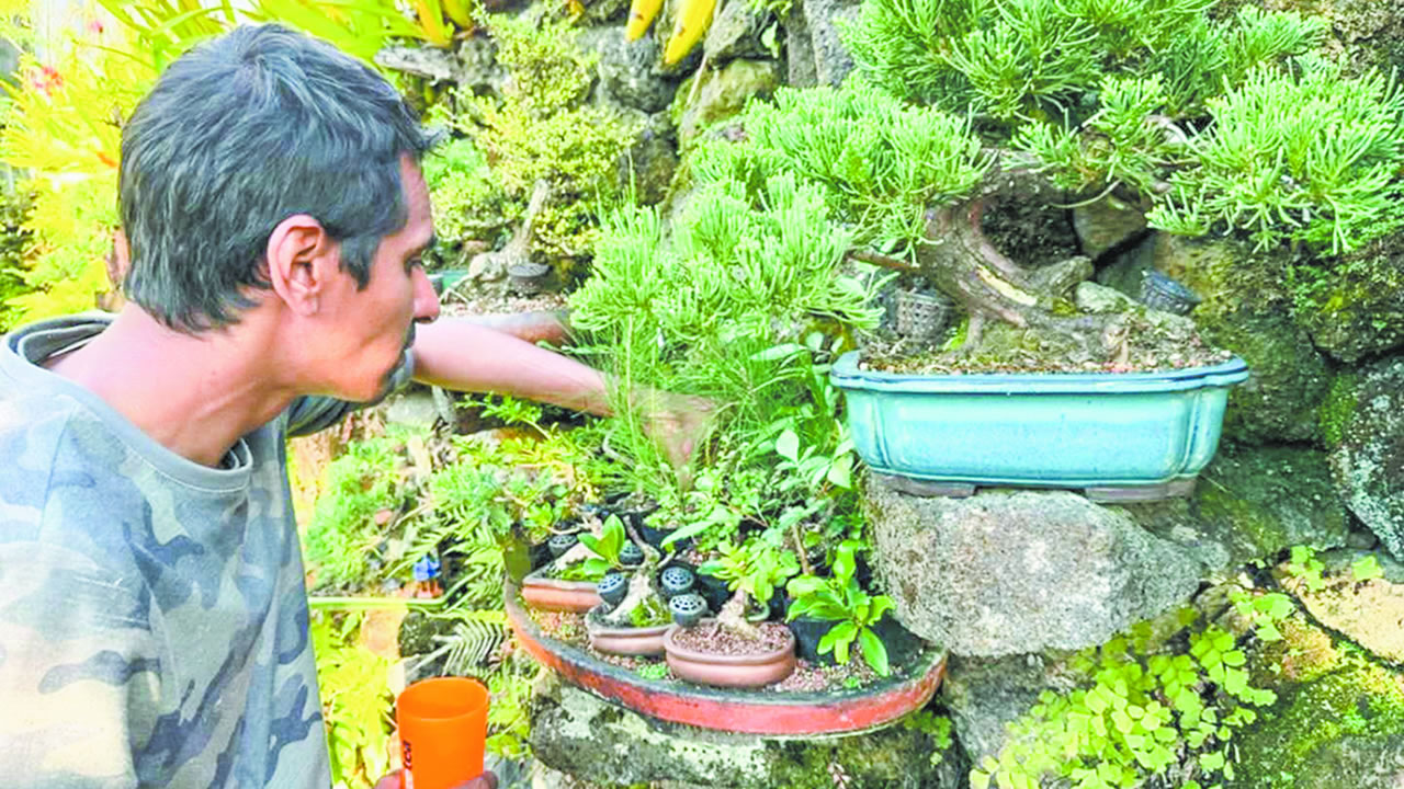 Pour Assad Tagaully, le bonsaï est un refuge, une discipline spirituelle, une méditation.