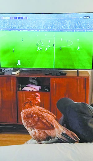 Devant la télévision, Piou-Piou reste sage comme une image.