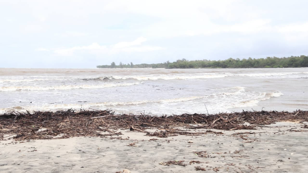 Des chutes d’arbre et des déchets emportés par les vagues jusqu’aux plages