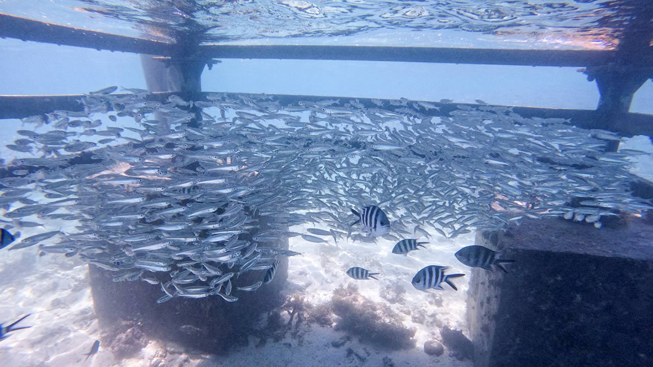 Contrairement aux photos publiées par le ministère, sur celles-ci, capturées par le chercheur Nadeem Nazurally, les coraux se portent bien.