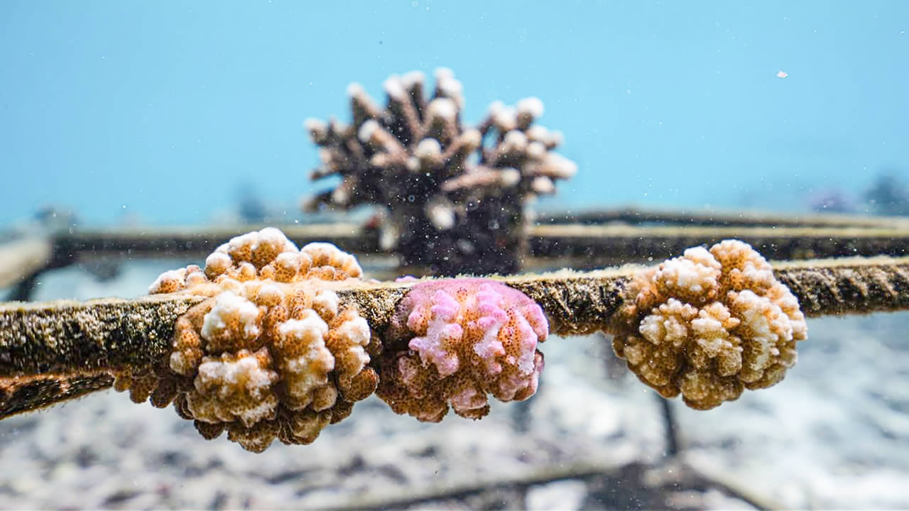 Contrairement aux photos publiées par le ministère, sur celles-ci, capturées par le chercheur Nadeem Nazurally, les coraux se portent bien.