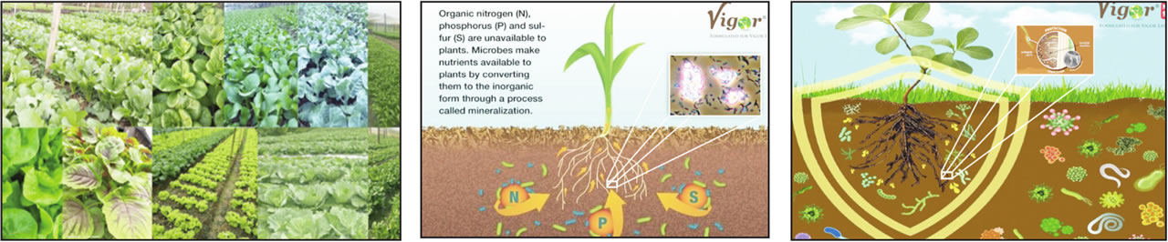 Les microbes bénéfiques du sol jouent un rôle fondamental dans la santé des écosystèmes agricoles.