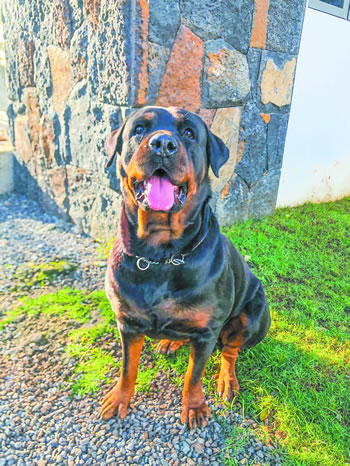 Douce, obéissante et affectueuse, Princess bouscule les clichés sur les Rottweilers.