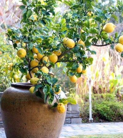 Des arbres fruitiers nains  seront aussi en vente.