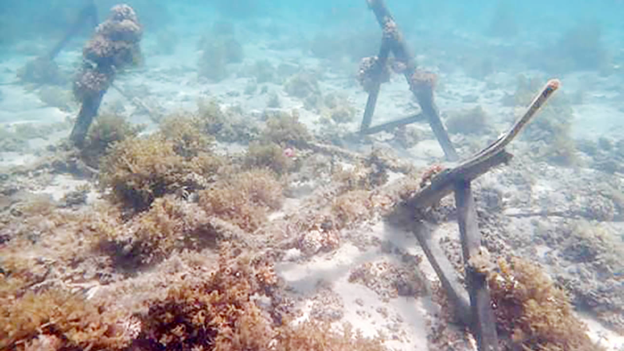 Selon Nadeem Nazurally, les photos diffusées par le ministère sont erronées et ne montrent pas la réalité.